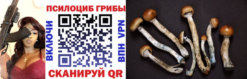 цена наркотик  Абинск  Псилоцибиновые грибы Magic Shrooms 